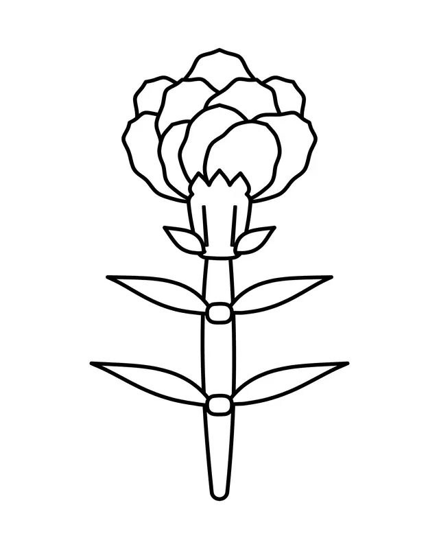 Easy carnation coloring page with a ruffled bloom sitting in a toothed cup on a jointed stem with four narrow leaves.