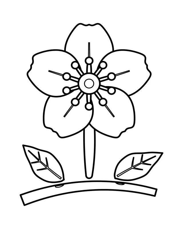 Easy cherry blossom coloring page with one five-petal bloom, a ring of stamens and two leaves on a short twig.