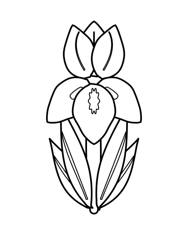 Easy iris coloring page with three upright petals, three drooping petals, a marked center and sword-shaped leaves.