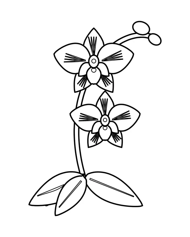 Orchid coloring page with two open orchid flowers on an arching stem, a small bud at the tip and broad leaves at the base.