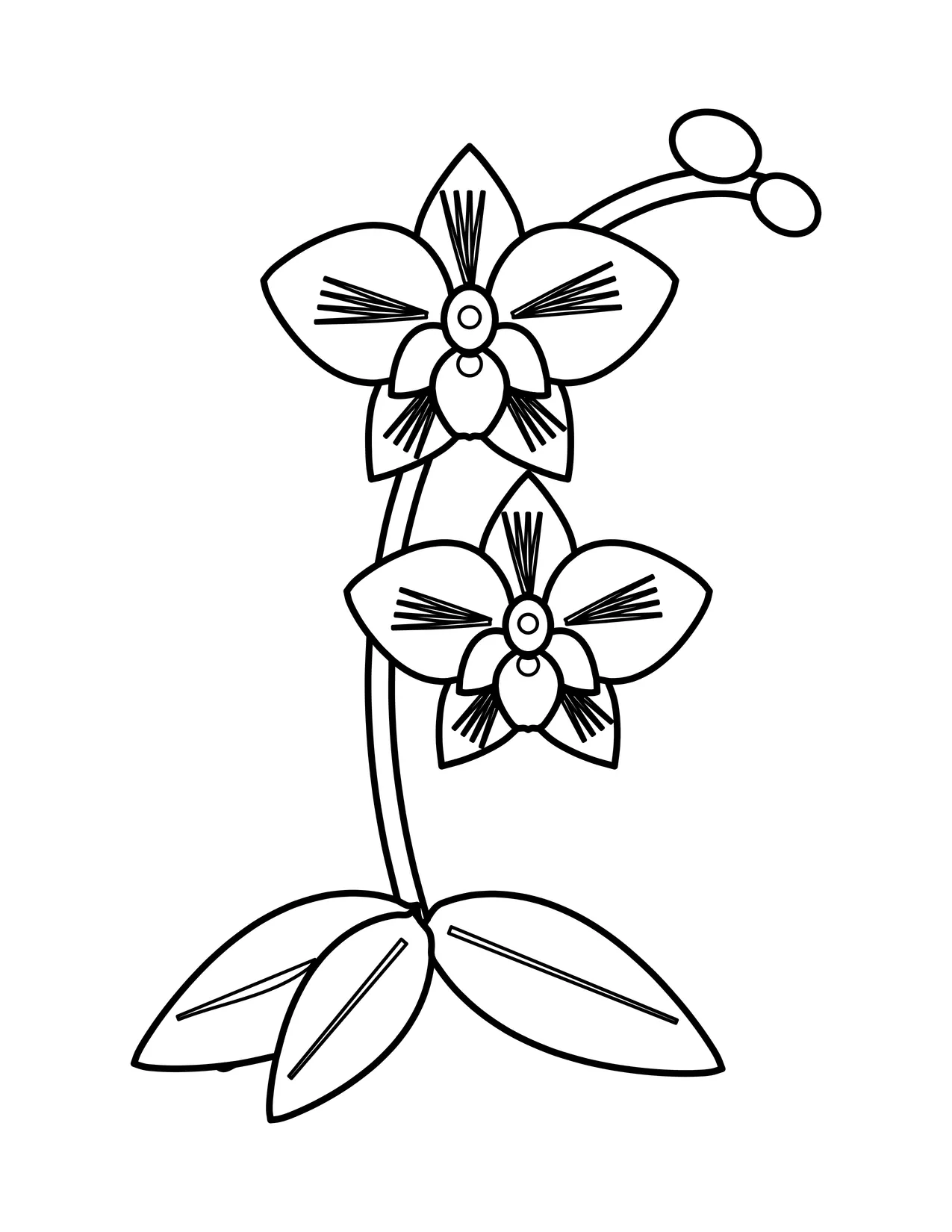 Orchid coloring page with two open orchid flowers on an arching stem, a small bud at the tip and broad leaves at the base.